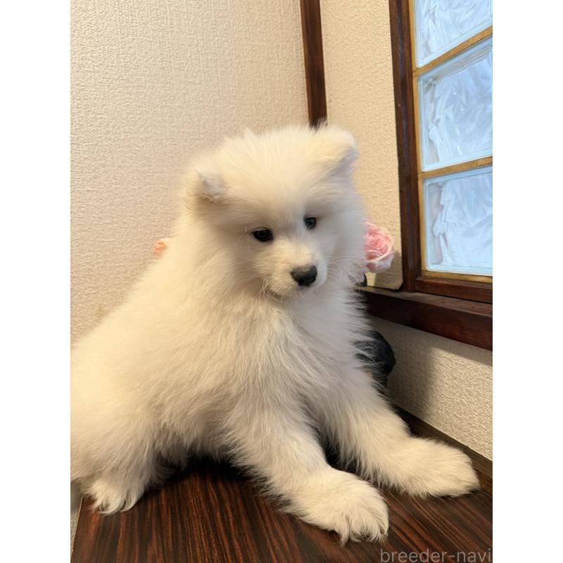 販売中の埼玉県のサモエド-452220の4枚目