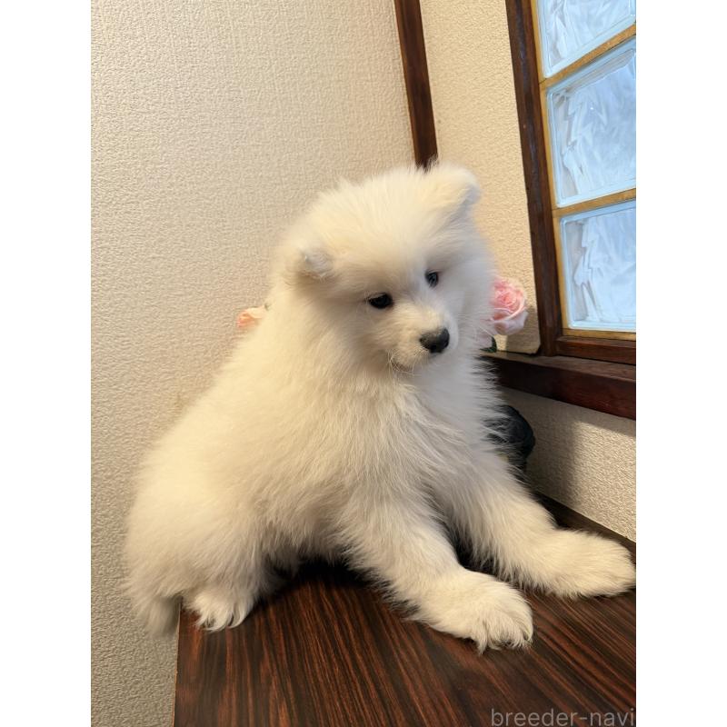 販売中の埼玉県のサモエド-452220の3枚目