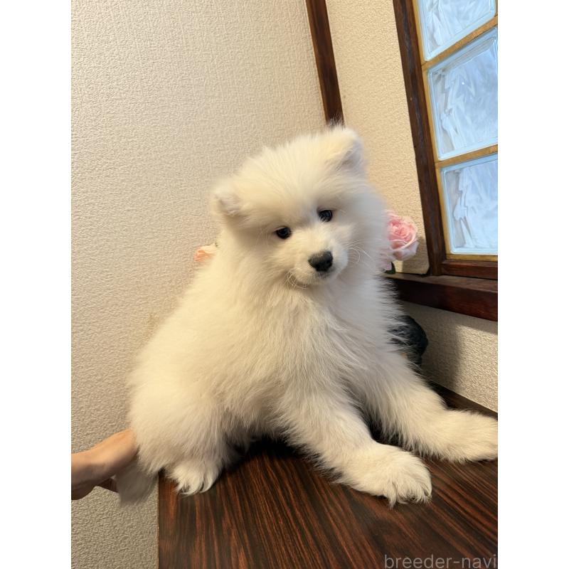 販売中の埼玉県のサモエド-452220の2枚目