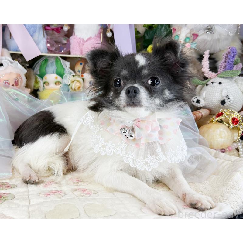 販売中の福岡県のチワワ(ロングコート)-453666の6枚目