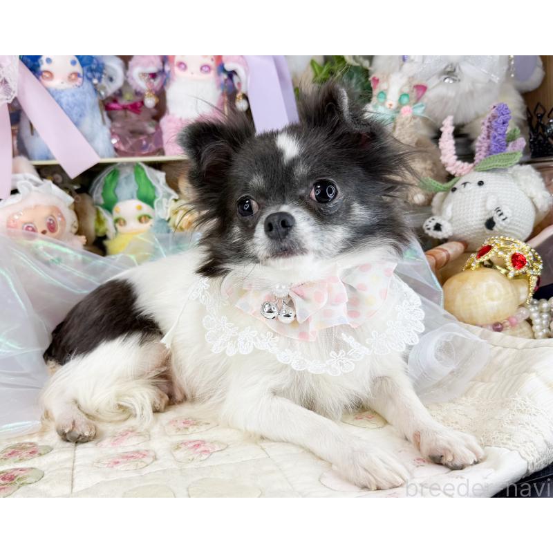 販売中の福岡県のチワワ(ロングコート)-453666の5枚目