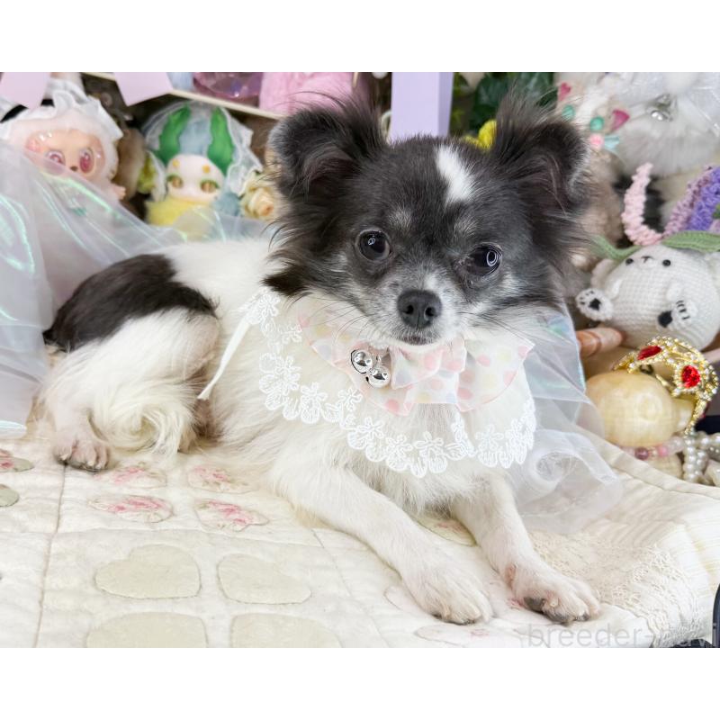 販売中の福岡県のチワワ(ロングコート)-453666の3枚目