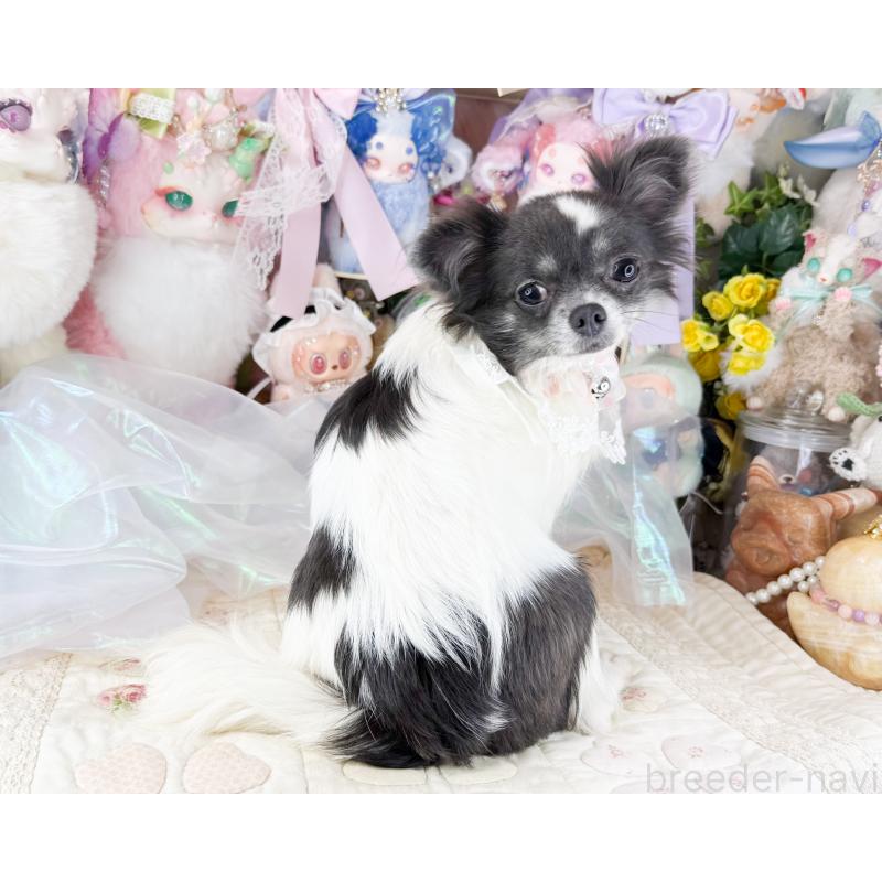 販売中の福岡県のチワワ(ロングコート)-453666の2枚目