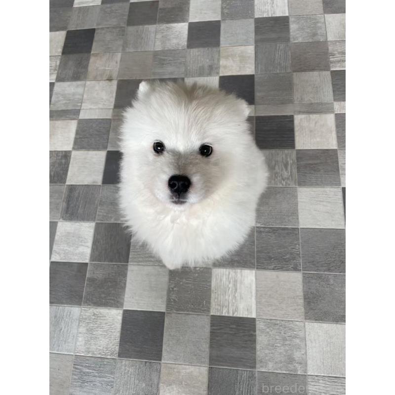 販売中の埼玉県のサモエド-448491の4枚目