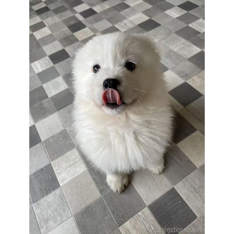 販売中の埼玉県のサモエド-448491の3枚目