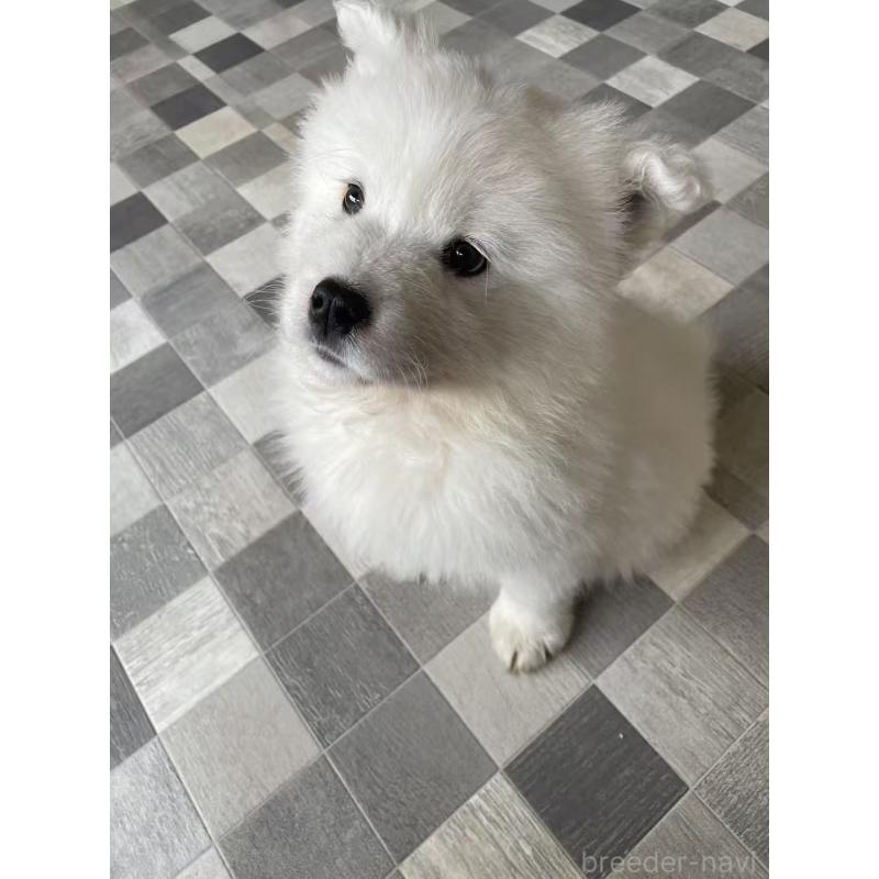 販売中の埼玉県のサモエド-448491の2枚目