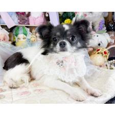 オンライン見学