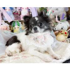 ♀︎チワワ(ロングコート)