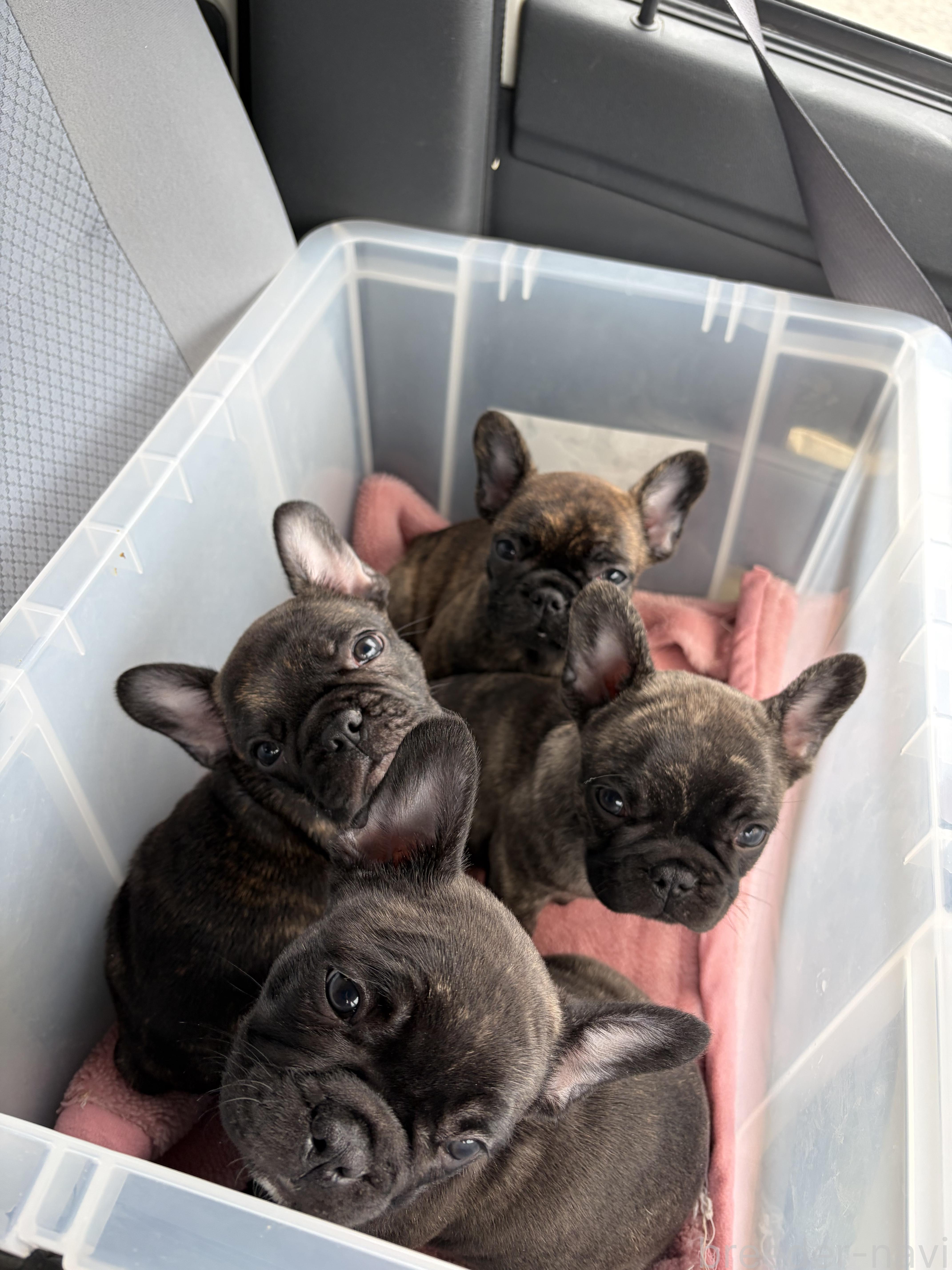 重西ブリーダー