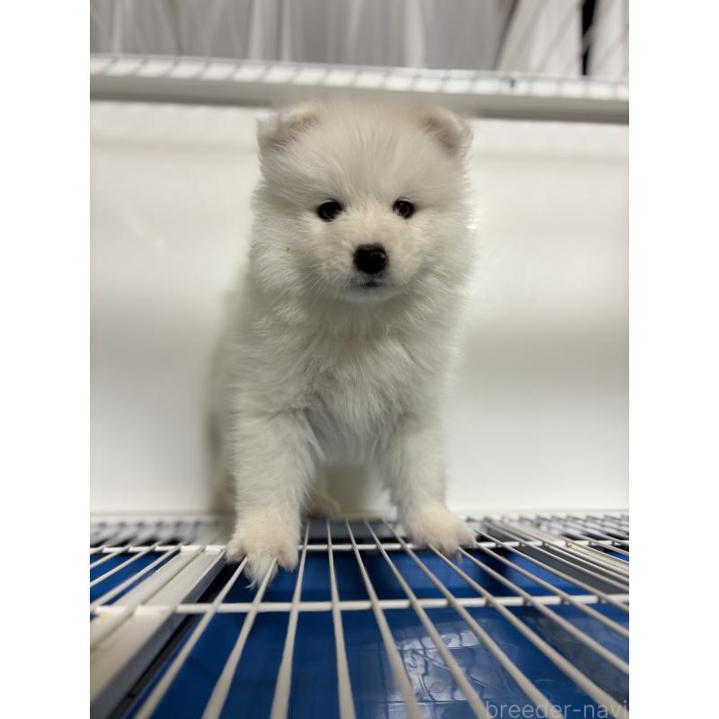 商談中の埼玉県のサモエド-453667の6枚目