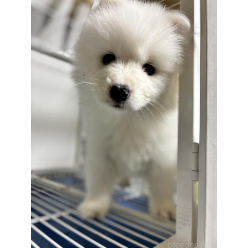 商談中の埼玉県のサモエド-453667の5枚目