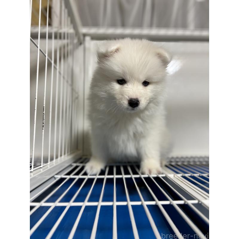 商談中の埼玉県のサモエド-453667の4枚目