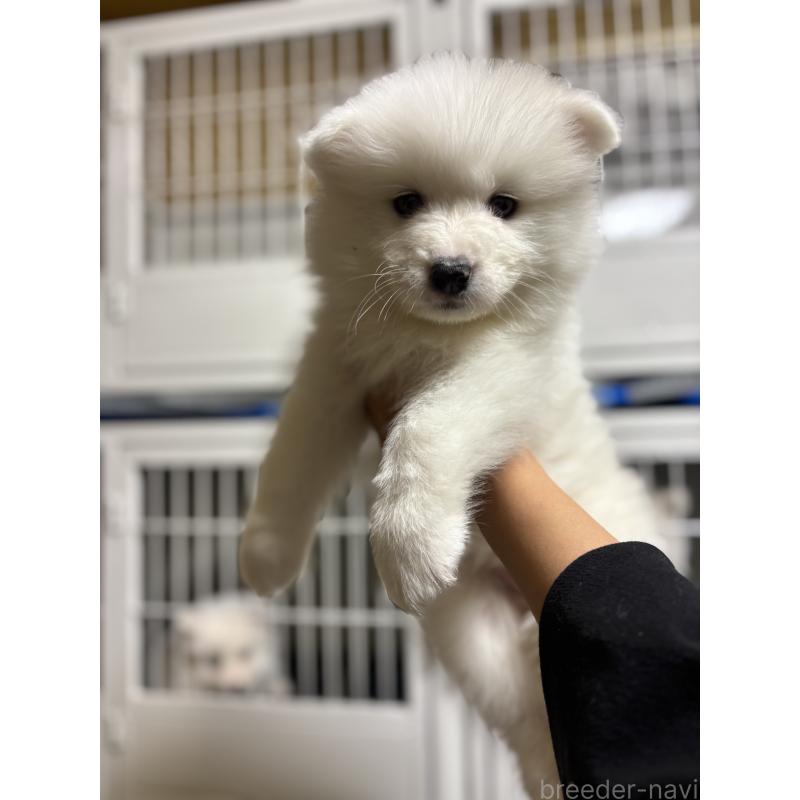 商談中の埼玉県のサモエド-453667の3枚目