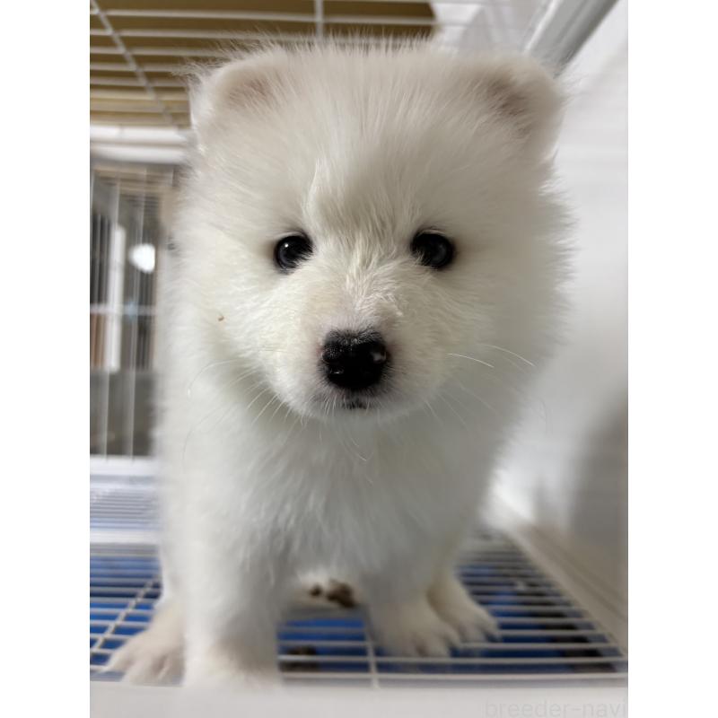 商談中の埼玉県のサモエド-453667の2枚目