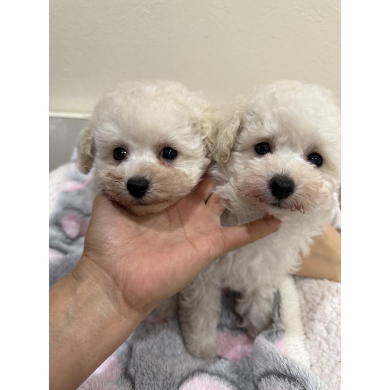 販売中の大阪府のティーカッププードル-453534の3枚目