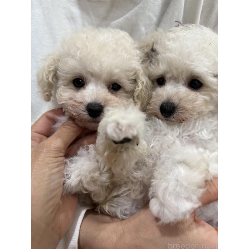 販売中の大阪府のティーカッププードル-453534の2枚目