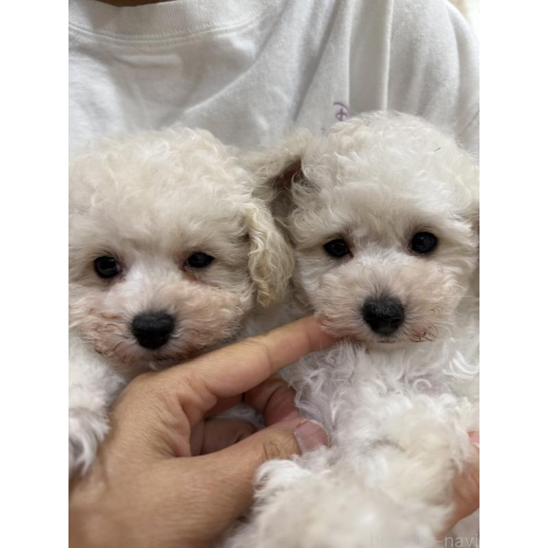 販売中の大阪府のティーカッププードル-453535の7枚目