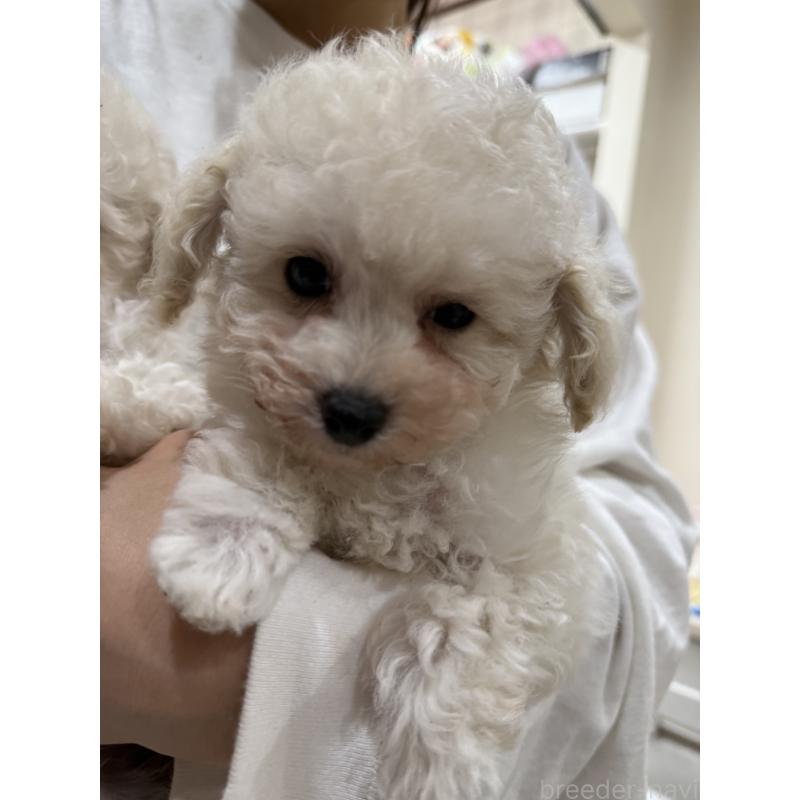 販売中の大阪府のティーカッププードル-453535の5枚目