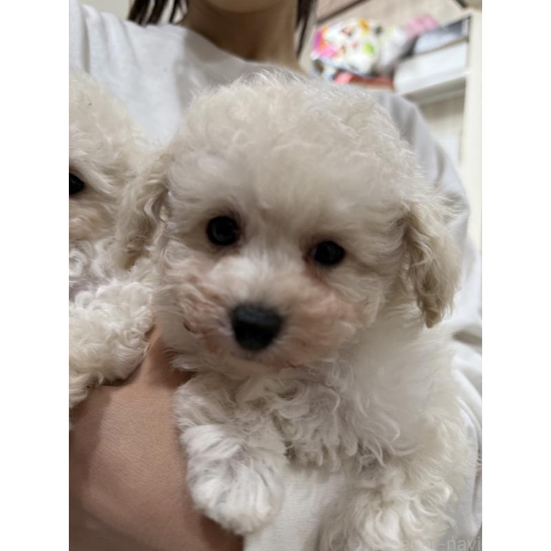 販売中の大阪府のティーカッププードル-453535の4枚目