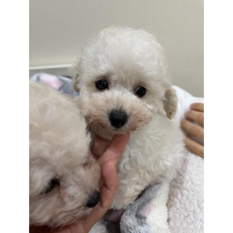 販売中の大阪府のティーカッププードル-453535の3枚目