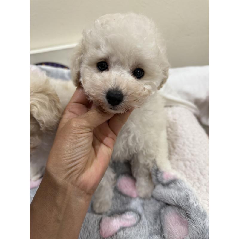 販売中の大阪府のティーカッププードル-453535の2枚目