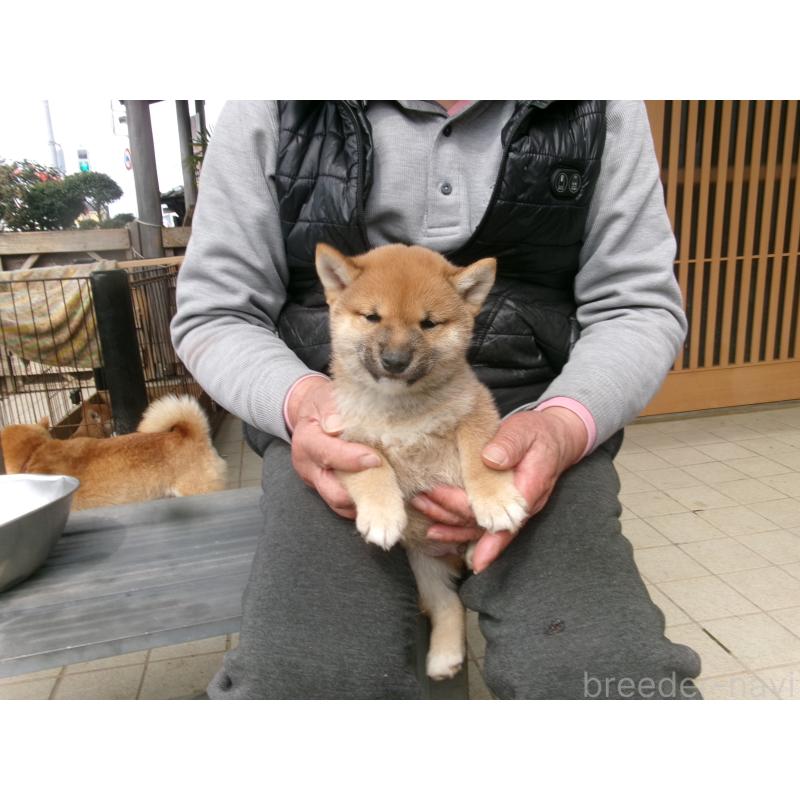 販売中の佐賀県の豆柴-453348の12枚目