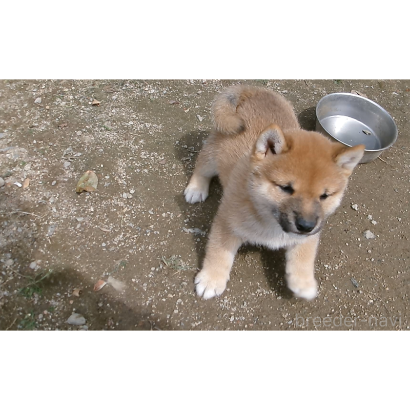 販売中の佐賀県の豆柴-453348の9枚目