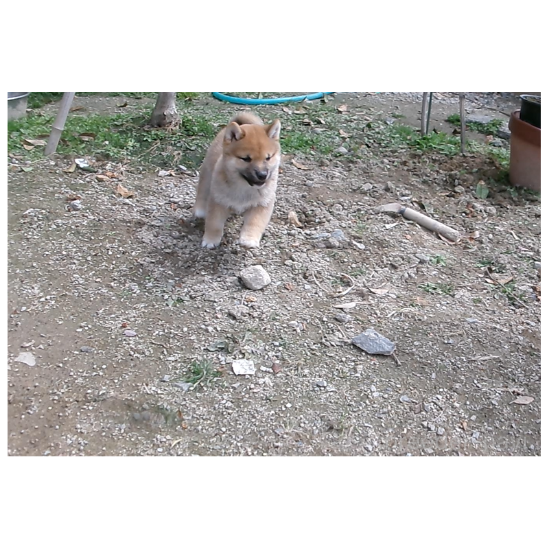 販売中の佐賀県の豆柴-453348の8枚目