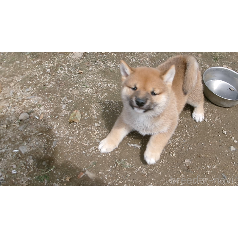 販売中の佐賀県の豆柴-453348の7枚目