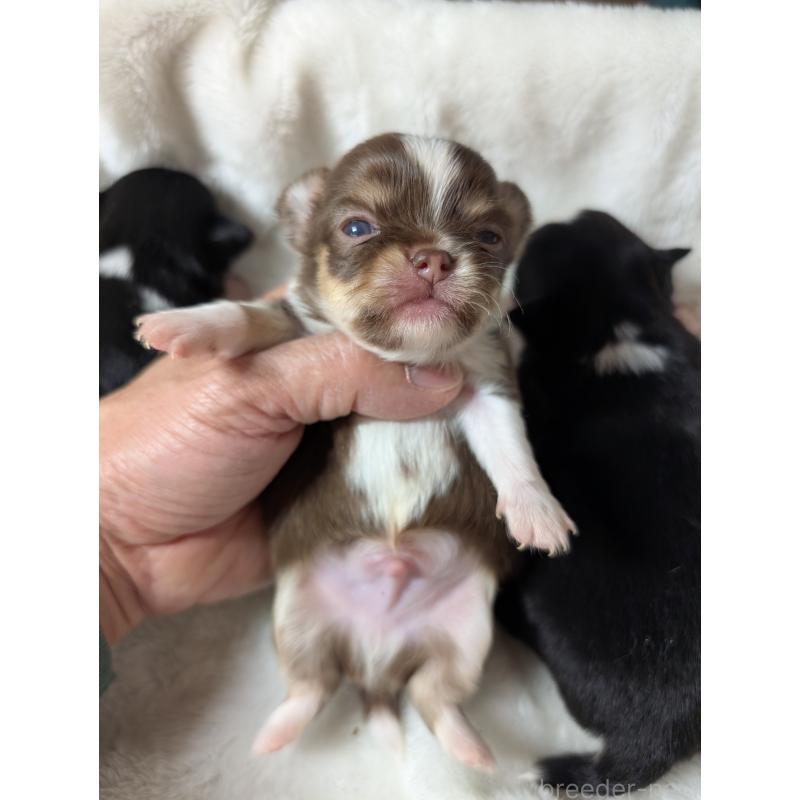 販売中の愛知県のチワワ(ロングコート)-453536の2枚目