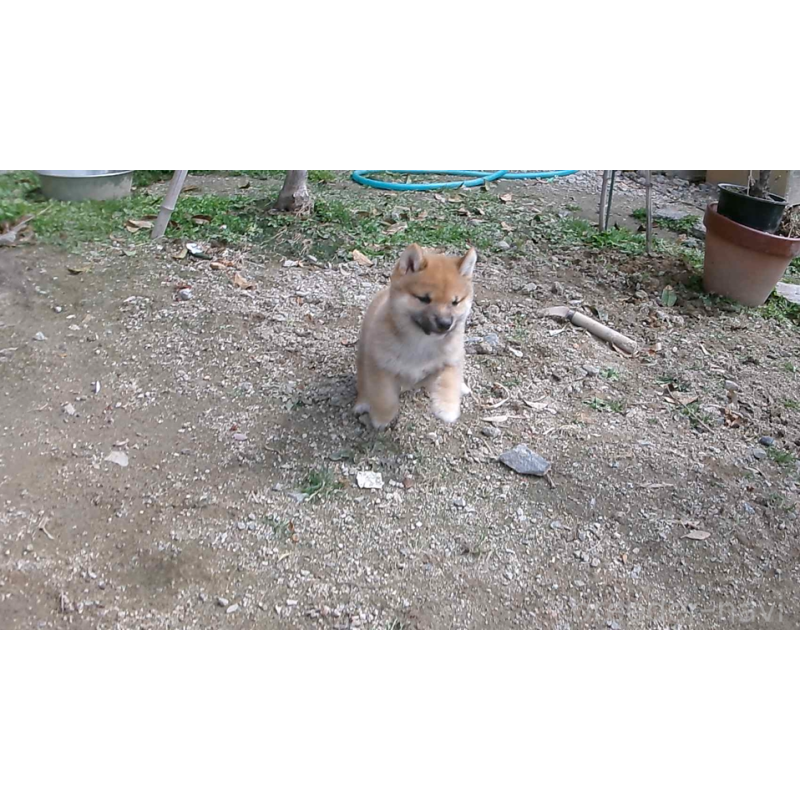 販売中の佐賀県の豆柴-453348の6枚目