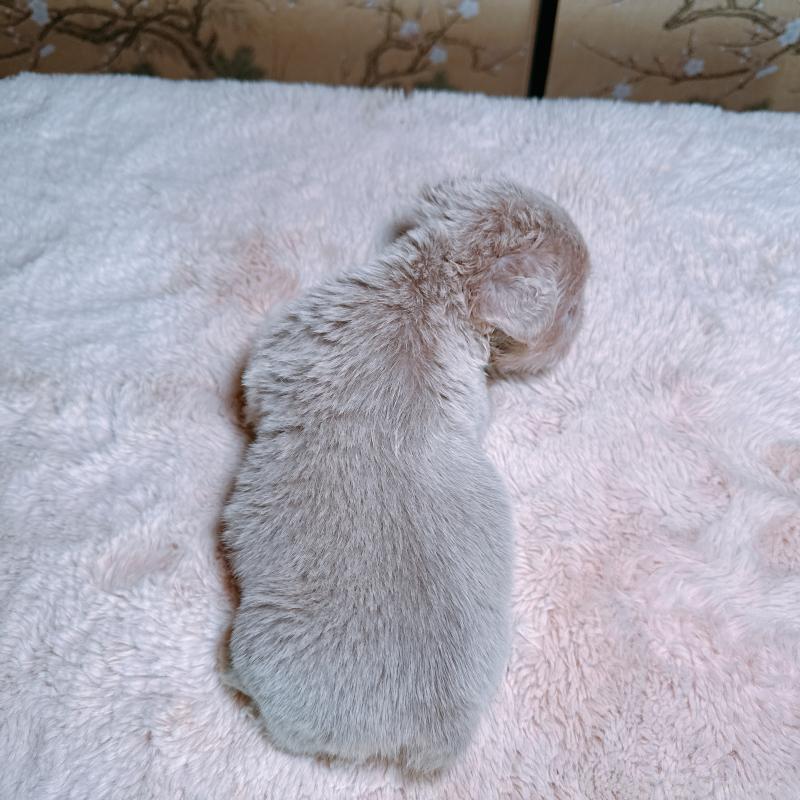 販売中の奈良県のフレンチブルドッグ-450747の2枚目