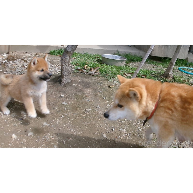 販売中の佐賀県の豆柴-453348の5枚目