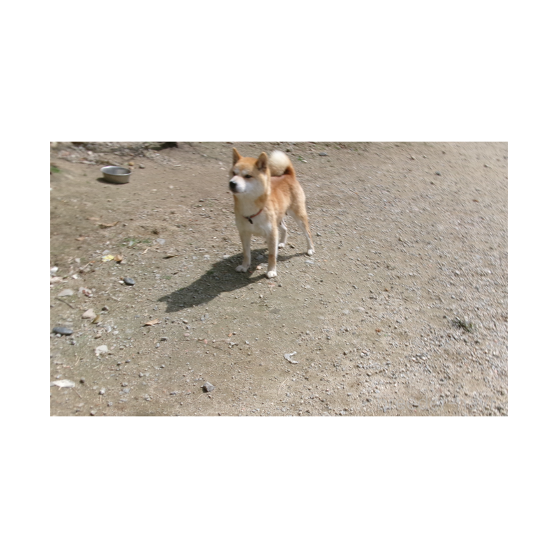 販売中の佐賀県の豆柴-453348の4枚目