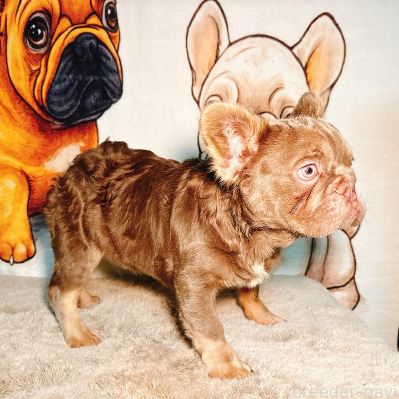 販売中の奈良県のフレンチブルドッグ-444255の2枚目