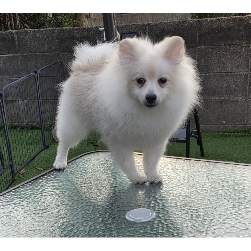 販売中の福岡県のポメラニアン-433931の3枚目