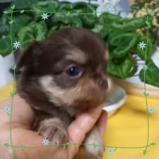 ♀︎チワワ(ロングコート)