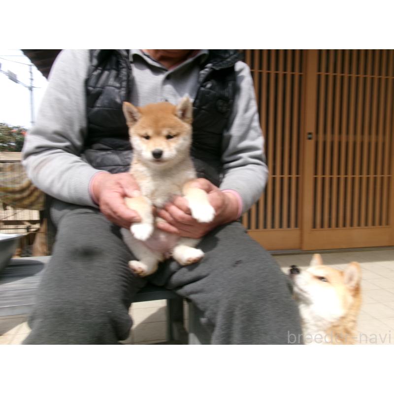 販売中の佐賀県の豆柴-453351の9枚目