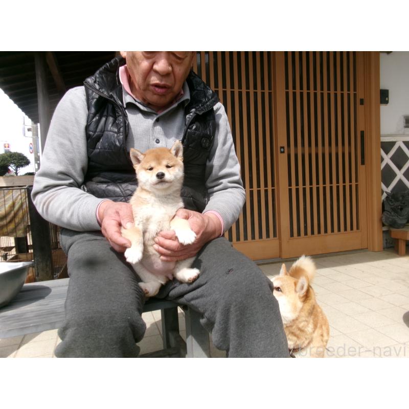 販売中の佐賀県の豆柴-453351の8枚目