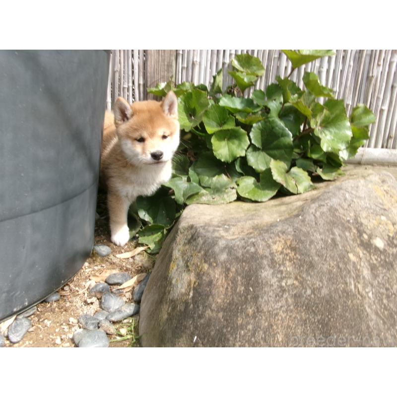 販売中の佐賀県の豆柴-453351の6枚目