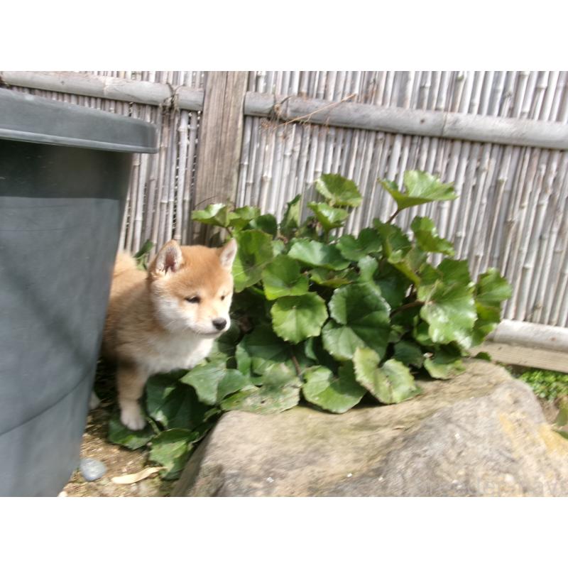 販売中の佐賀県の豆柴-453351の5枚目