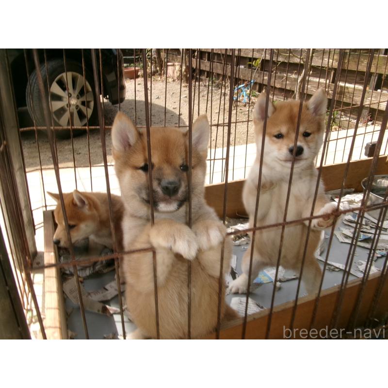 販売中の佐賀県の豆柴-453348の3枚目