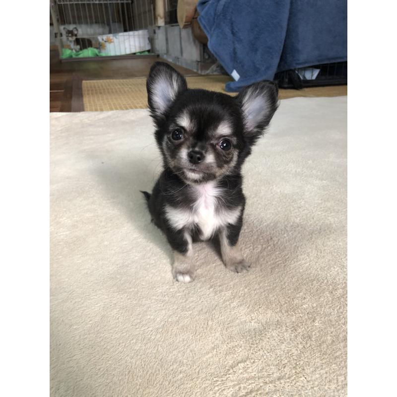 販売中の兵庫県のチワワ(ロングコート)-451390