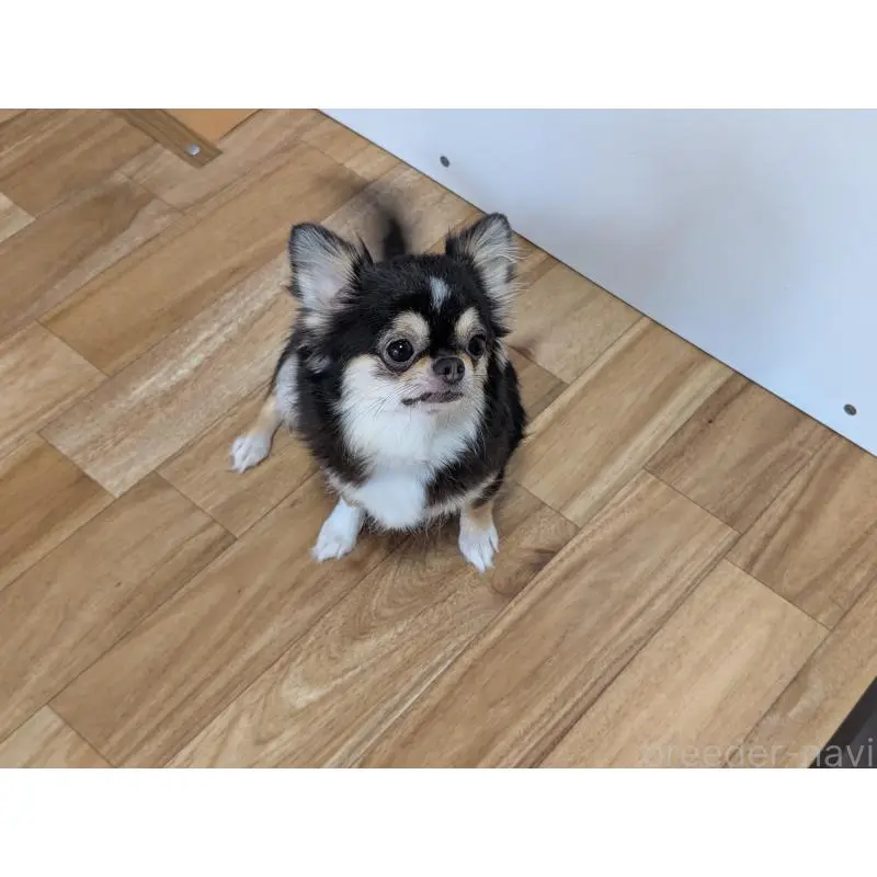 メルモちゃん2枚目