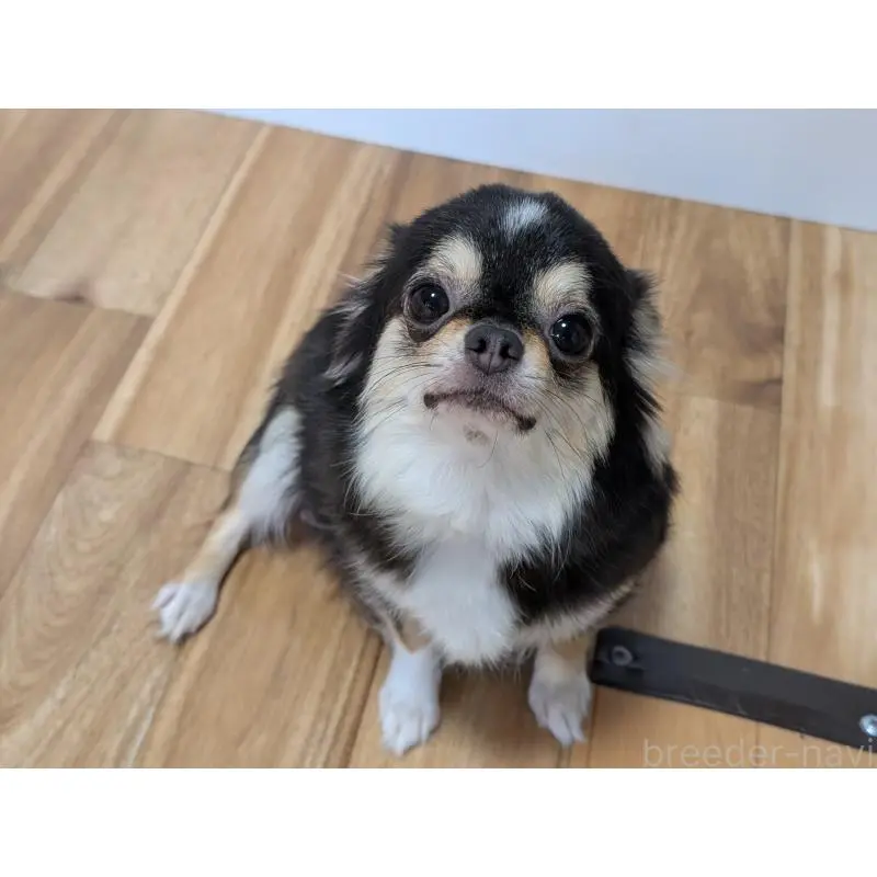 メルモちゃん4枚目