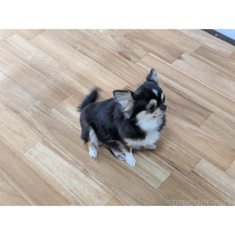 メルモちゃん7枚目