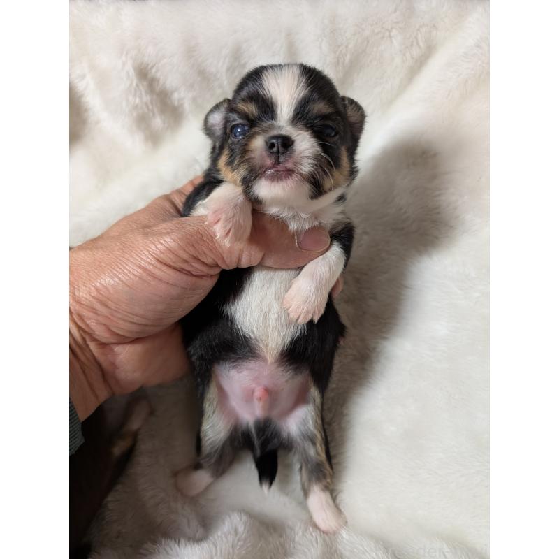 販売中の愛知県のチワワ(ロングコート)-453537の2枚目