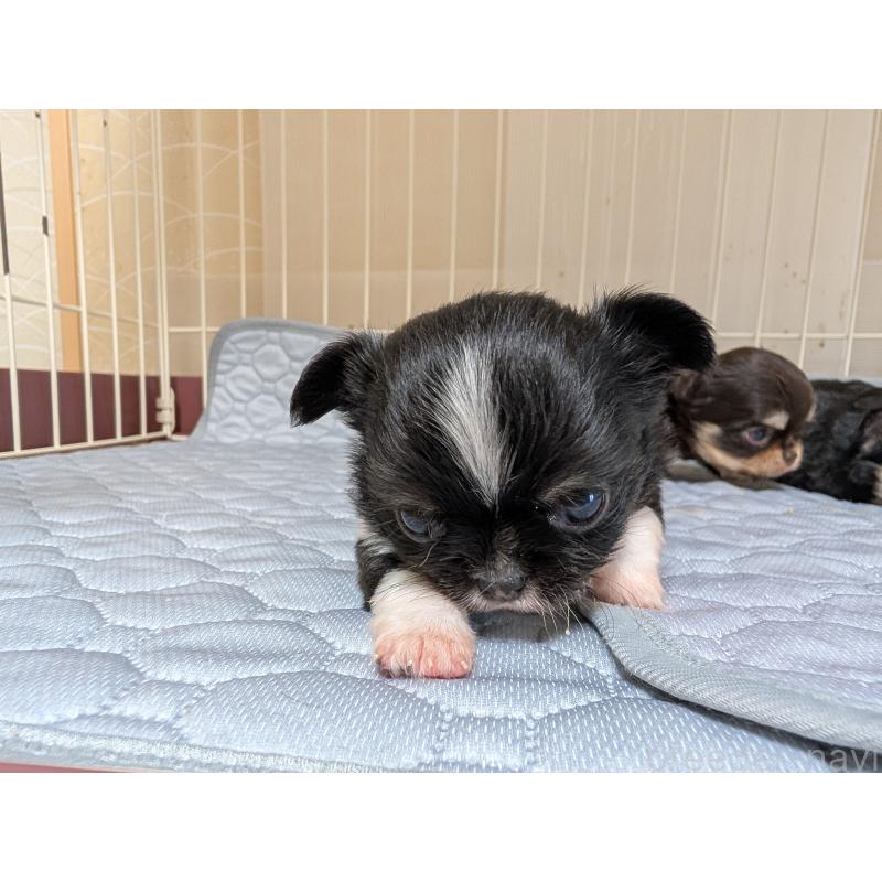 販売中の愛知県のチワワ(ロングコート)-453538