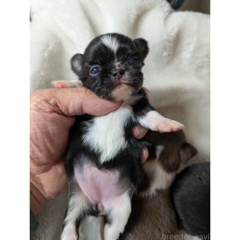 販売中の愛知県のチワワ(ロングコート)-453538の2枚目