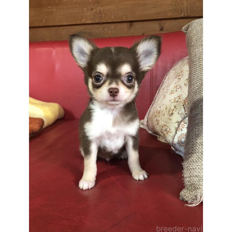 販売中の兵庫県のチワワ(ロングコート)-451391